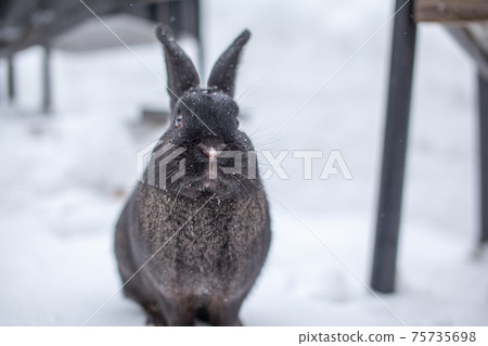 Beautiful, fluffy black rabbit in winter in the park Beautiful, fluffy black rabbit in winter in the park 75735698