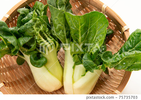 Mini Cantonese Chinese cabbage Mini Cantonese Chinese cabbage 75735703