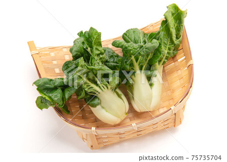 Mini Cantonese Chinese cabbage Mini Cantonese Chinese cabbage 75735704