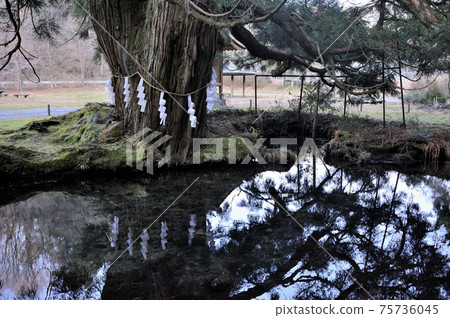 Scenery of Ipponsugi, the water source of the Takatsu River (Ojagaike) in Tanohara, Yoshika-cho, Kanoashi-gun, Shimane Prefecture 75736045