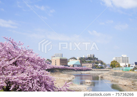 岡崎市音川青櫻（川津櫻）和龍岡會館 75736266