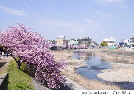 Okazaki City Otogawa Aoisakura (Kawazu Sakura) and Ryumioka Kaikan 75736267