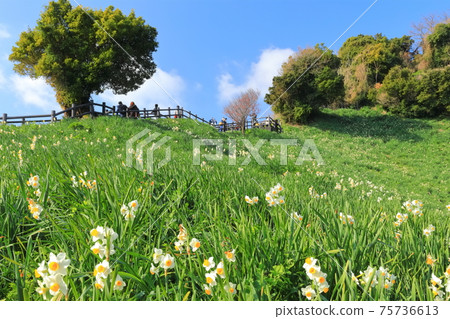 [兵庫縣]天氣晴朗的那不來井水仙峽 75736613