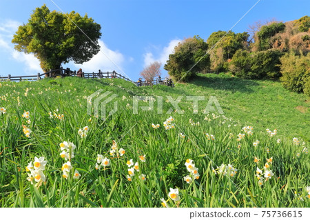 [Hyogo Prefecture] Nadakuroiwa Suisenkyo under fine weather 75736615