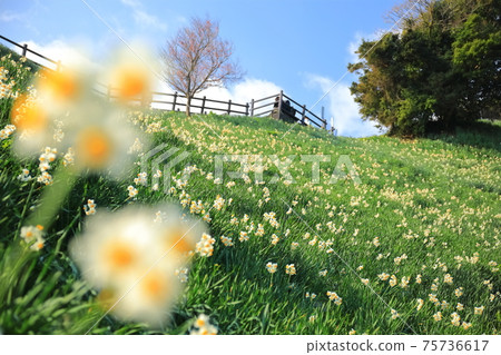 [Hyogo Prefecture] Nadakuroiwa Suisenkyo under fine weather 75736617