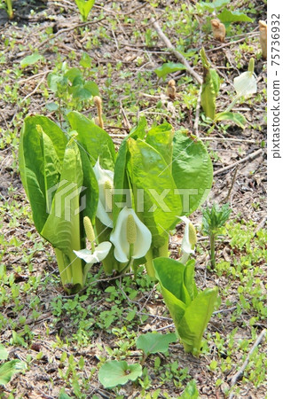 臭鼬白菜 75736932