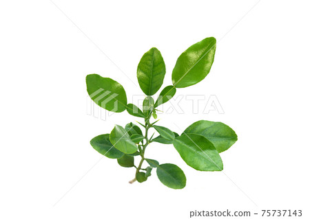 Kaffir lime 75737143