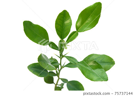 Kaffir lime 75737144