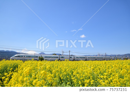 Odakyu Electric Railway 50000 type romance car VSE running in a rape field with Mt. Fuji in the background 75737231