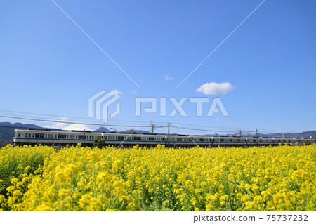 小田急電鐵8000系列與富士山在油菜田中運行 75737232