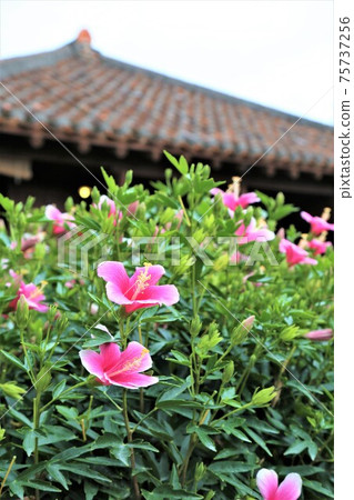 芙蓉和琉球老民居 芙蓉和琉球老民居 75737256