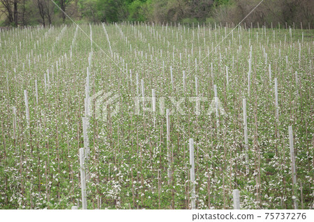Young seedlings of fruit trees on modern smart farm in spring, agricultural and business during covid-19 75737276