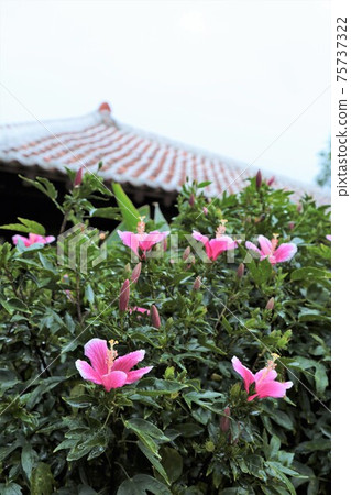 Hibiscus and Ryukyu old folk house 75737322