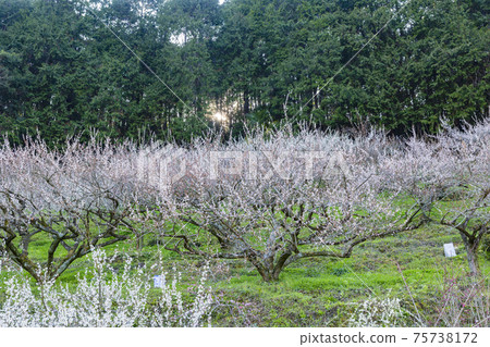 Anou Plum Grove盛開 75738172