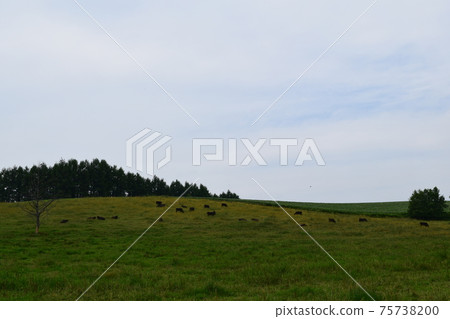 Cattle grazing 75738200