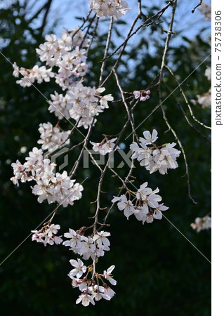 Weeping cherry tree just before full bloom 75738306