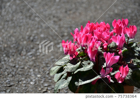 Pink Poinsettia 75738364