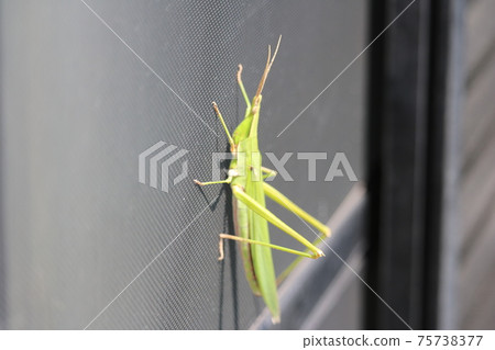 Sticky grasshopper Sticky grasshopper 75738377