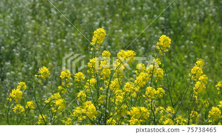 春天的形象(強姦開花) 春天的形象(強姦開花) 75738465