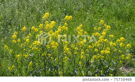 春天的形象（強姦開花） 75738466