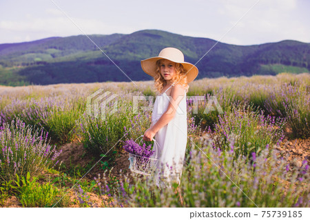 The little girl collects flowers on a lavender field 75739185