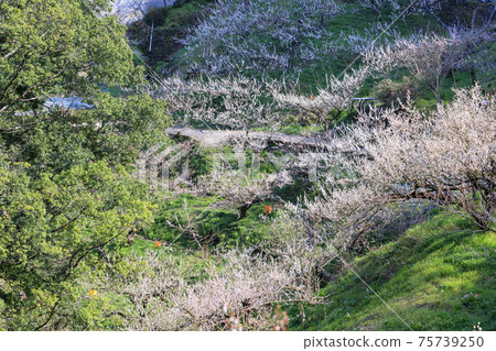 Anou Plum Grove in full bloom Anou Plum Grove in full bloom 75739250