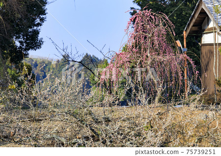 Anou Plum Grove in full bloom Anou Plum Grove in full bloom 75739251