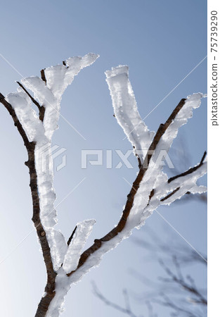 Winter Hidaka Mountains Shrimp Tail Winter Hidaka Mountains Shrimp Tail 75739290