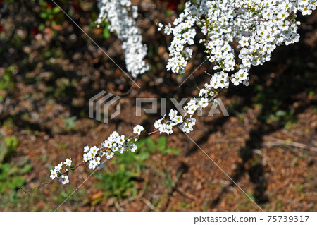 Yukiyanagi（Yukiyanagi） 75739317