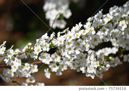 Yukiyanagi（Yukiyanagi） 75739318