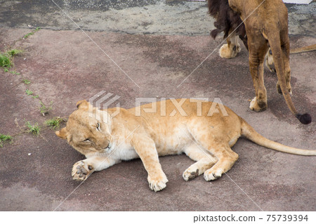 Female lion 75739394