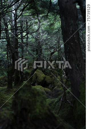 苔蘚森林 75739529