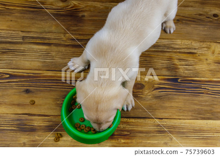 Small cute labrador retriever puppy dog eating his food from green plastic bowl on a floor 75739603