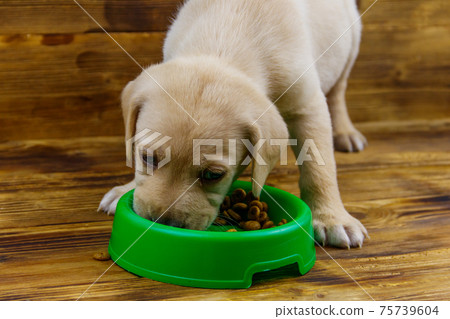 Small cute labrador retriever puppy dog eating his food from green plastic bowl on a floor 75739604