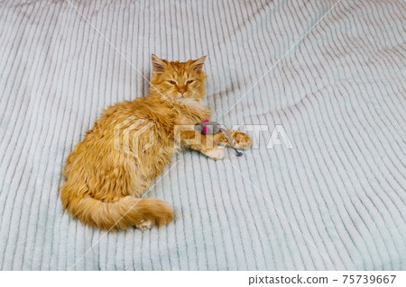 Ginger kitten playing with a mouse toy on a bed 75739667