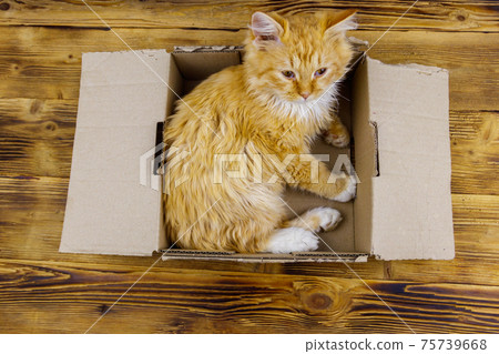 Ginger cat in cardboard box on wooden background Ginger cat in cardboard box on wooden background 75739668