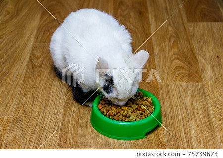 Cute cat eating his food from green plastic bowl on a floor 75739673