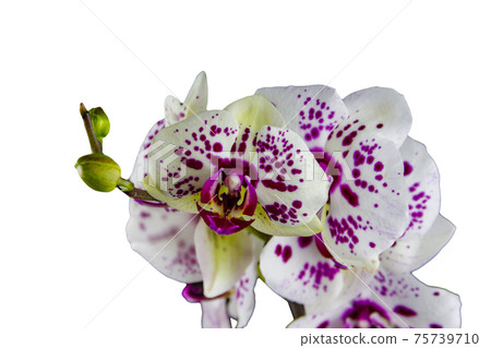 Branch of orchid phalaenopsis isolated on white background Branch of orchid phalaenopsis isolated on white background 75739710