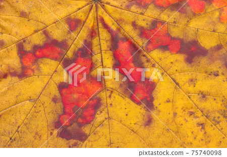 colorful autumn maple leaf macro background 75740098