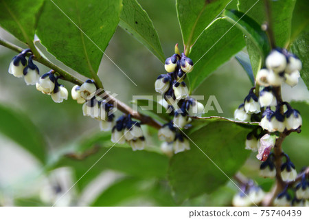 歐亞粳稻的白花 歐亞粳稻的白花 75740439