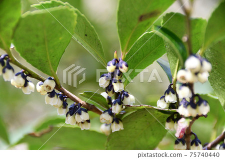 歐亞粳稻的白花 歐亞粳稻的白花 75740440