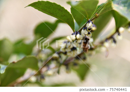Bees perching on the flower of Eurya japonica Bees perching on the flower of Eurya japonica 75740441