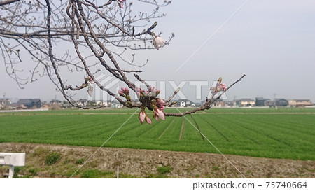櫻花盛開的鄉村風景櫻花開闊的田野和房屋 75740664