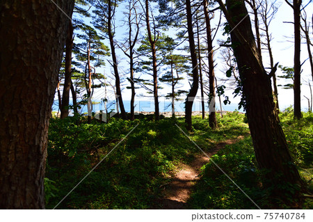 Scenery of Cape Todo on the Shigemo Peninsula Line in Iwate Prefecture 75740784