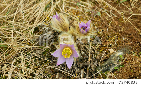 Greater pasque flower wild Pulsatilla grandis blooming bloom detail violet, close-up blooming big purple blossom on early spring flowering flourishing, pistil sticks plant, meadow steep, steppe florid Greater pasque flower wild Pulsatilla grandis blooming bloom detail violet, close-up blooming big purple blossom on early spring flowering flourishing, pistil sticks plant, meadow steep, steppe florid 75740835