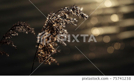 Glitter and reeds on the surface of the river 75741238