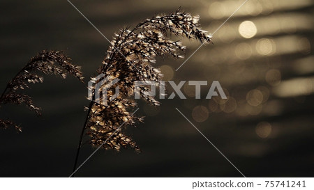 Glitter of waves and reeds Glitter of waves and reeds 75741241