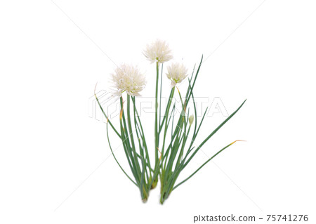 Chives Chives 75741276