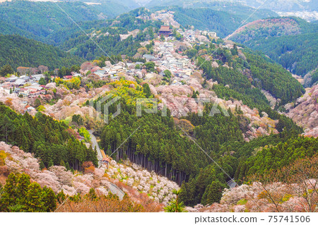 [Nara] A landscape of a thousand cherry blossoms at a glance on Mt. Yoshino 75741506