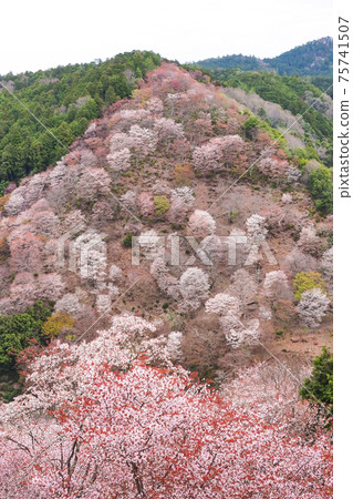 [Nara] A landscape of a thousand cherry blossoms at a glance on Mt. Yoshino 75741507